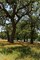 Shade trees and wildflowers on the LBJ Ranch, near Stonewall in the Texas Hill Country Poster Print by Carol Highsmith - Item # VARPDX468126